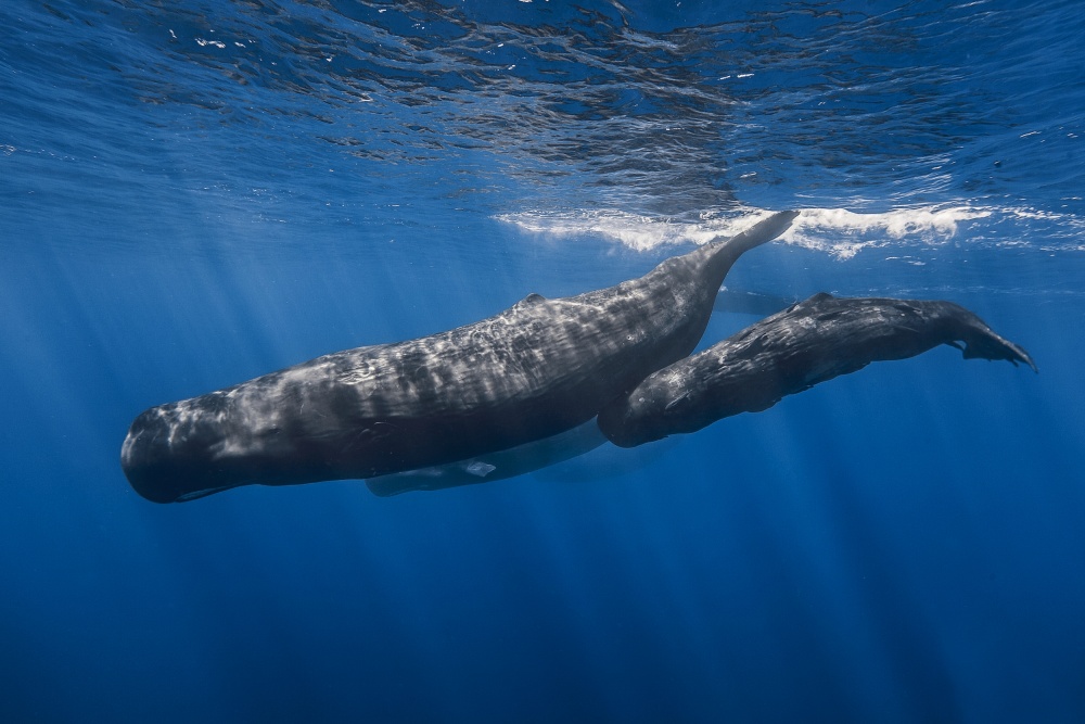 Sperm whale family von Barathieu Gabriel