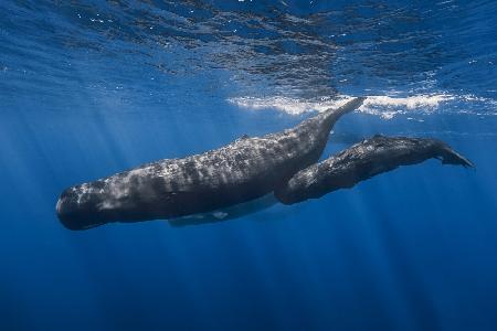 Sperm whale family