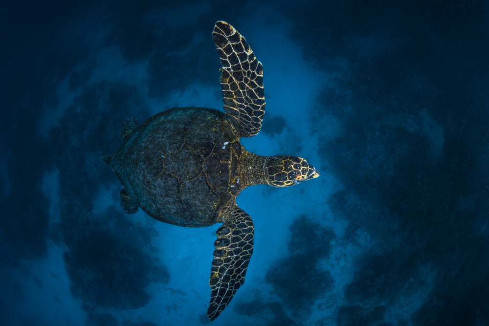 Fly over the reef von Barathieu Gabriel