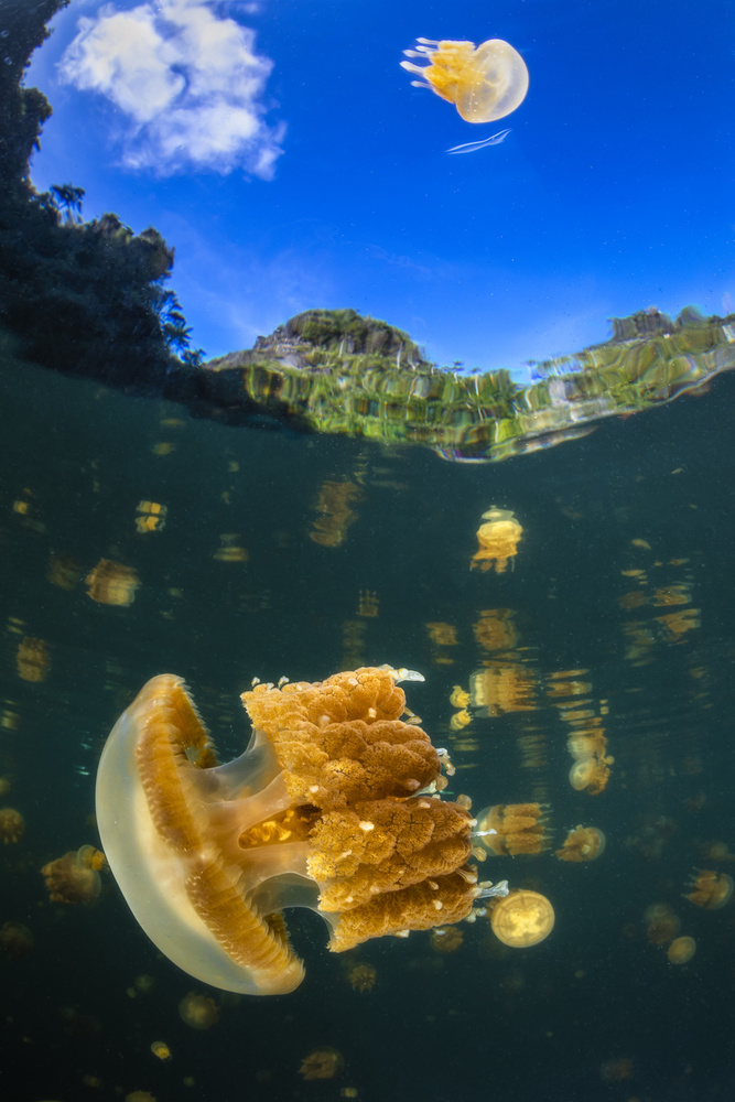 Flying jellyfish von Barathieu Gabriel