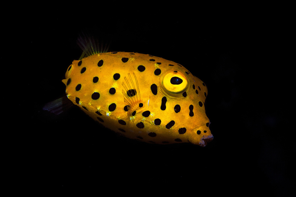 Yellow Boxfish von Barathieu Gabriel