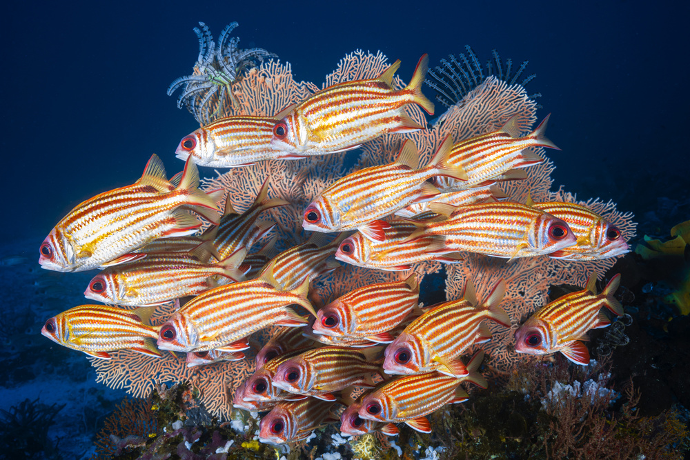 Yellow-tipped squirrefish von Barathieu Gabriel