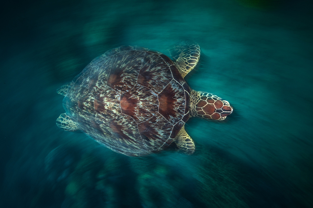 Vélocity Turtle von Barathieu Gabriel