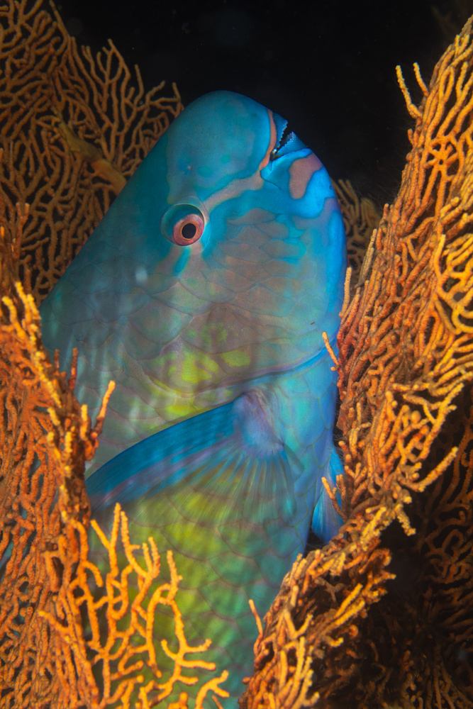 Ember parrotfish von Barathieu Gabriel