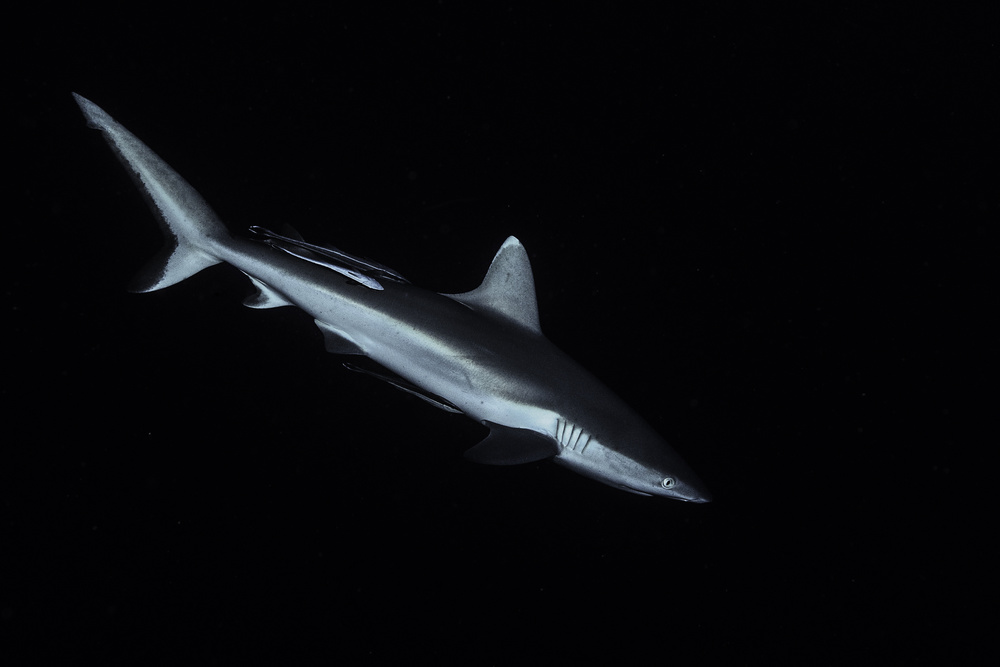 Gray reef shark von Barathieu Gabriel