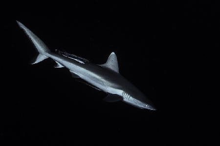 Gray reef shark