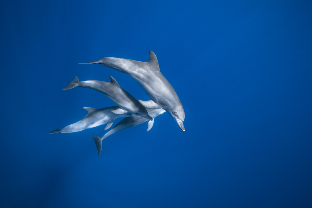 Bottlenose dolphin family von Barathieu Gabriel