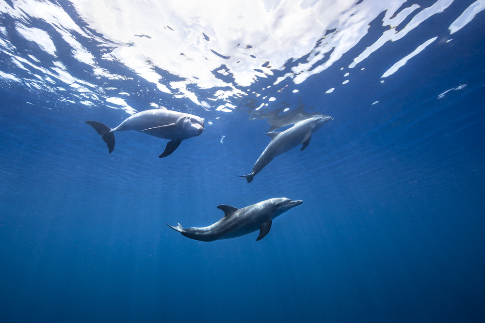 Bottlenose dolphin from Indian océan von Barathieu Gabriel