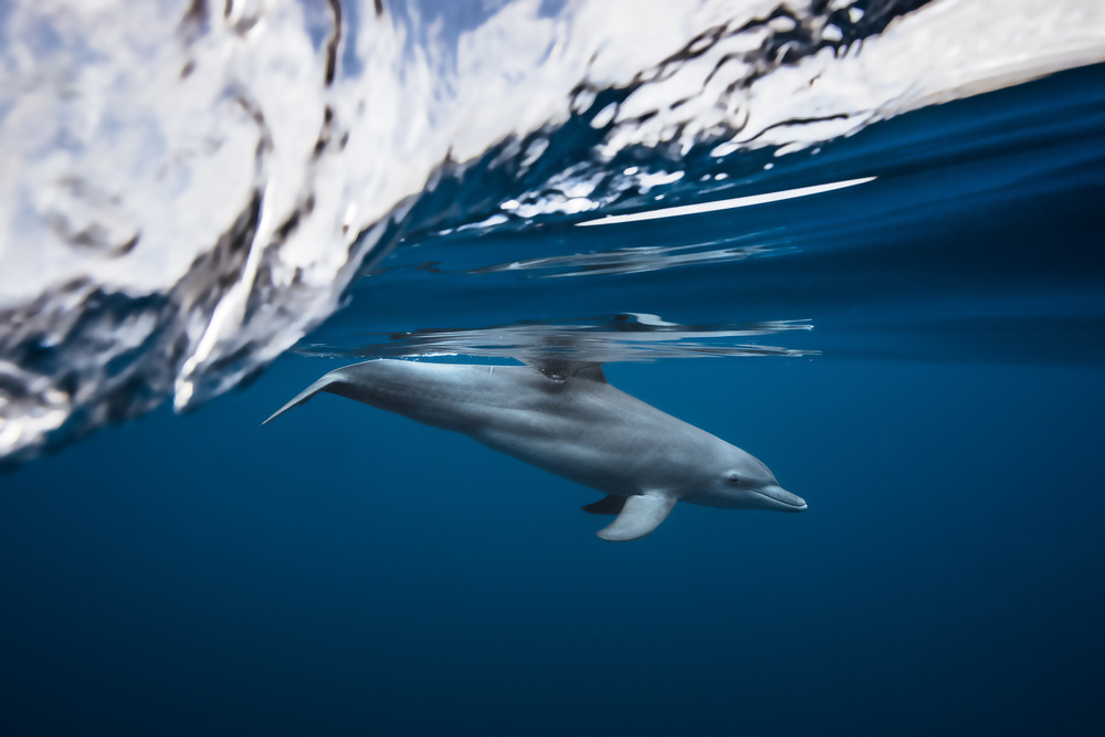 Bottlenose dolphin / Turciops Aduncus von Barathieu Gabriel