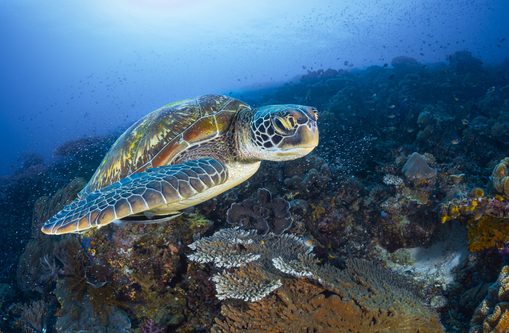 Green sea turtle from Raja Ampat von Barathieu Gabriel