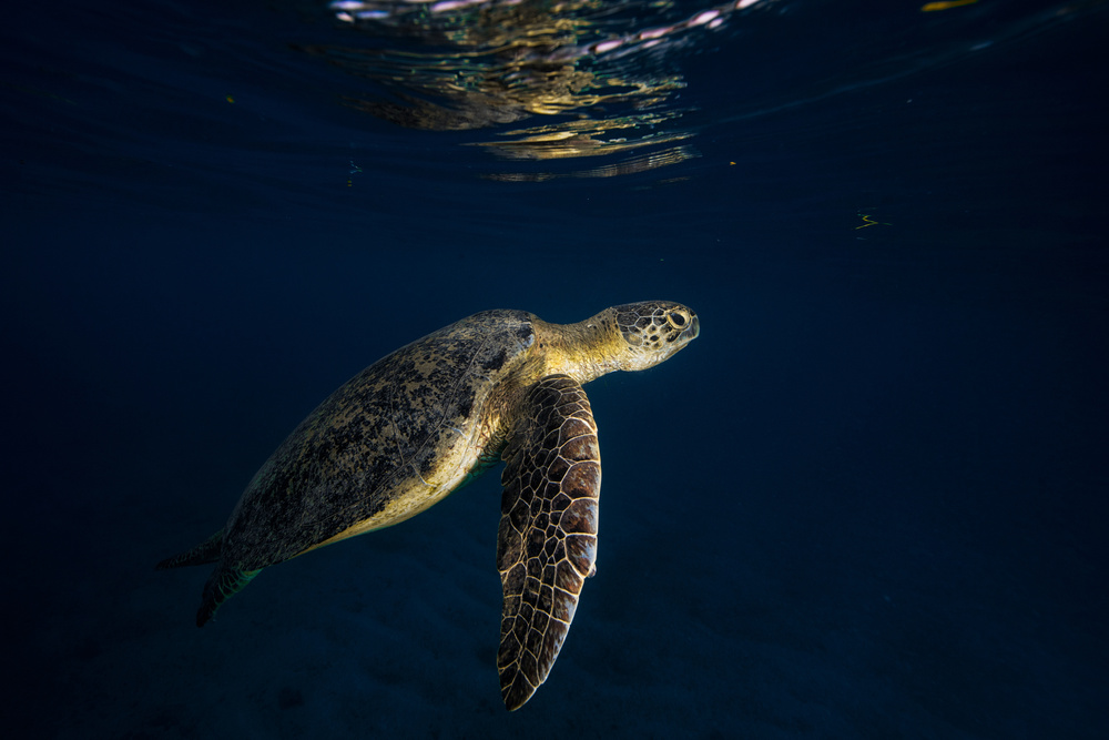 Green turtle von Barathieu Gabriel