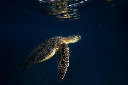 Green turtle