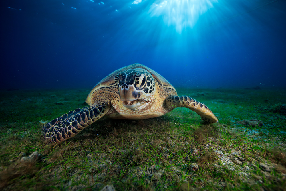 Green turtle von Barathieu Gabriel