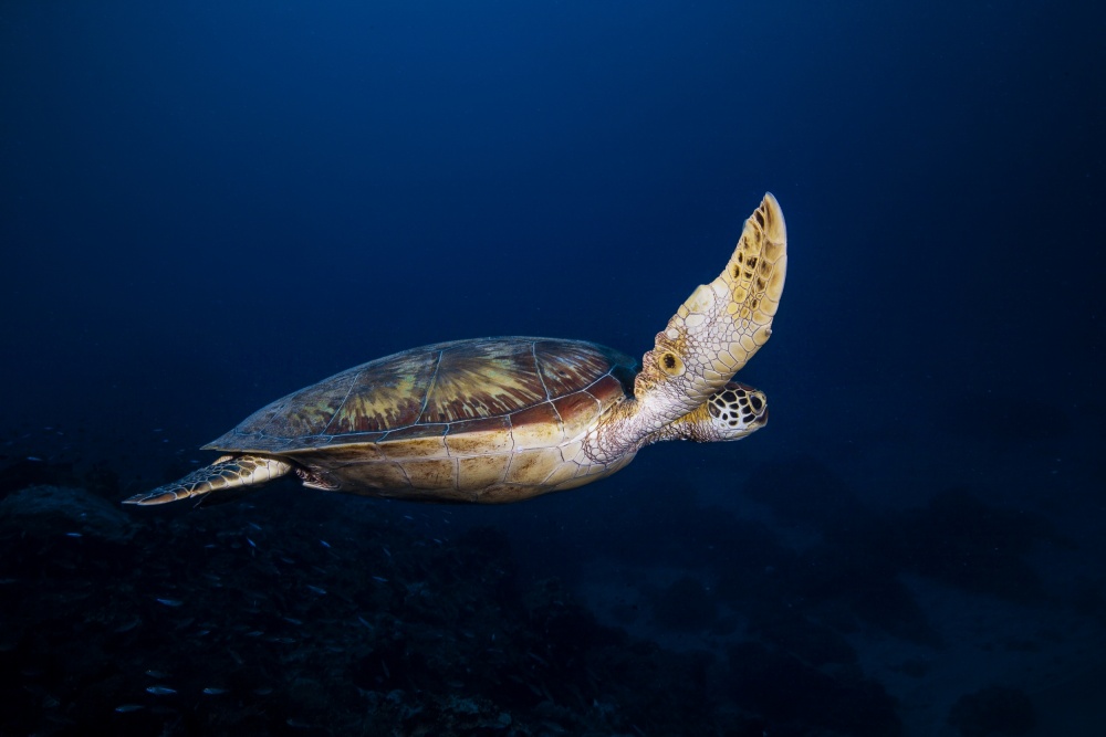 Green Turtle von Barathieu Gabriel