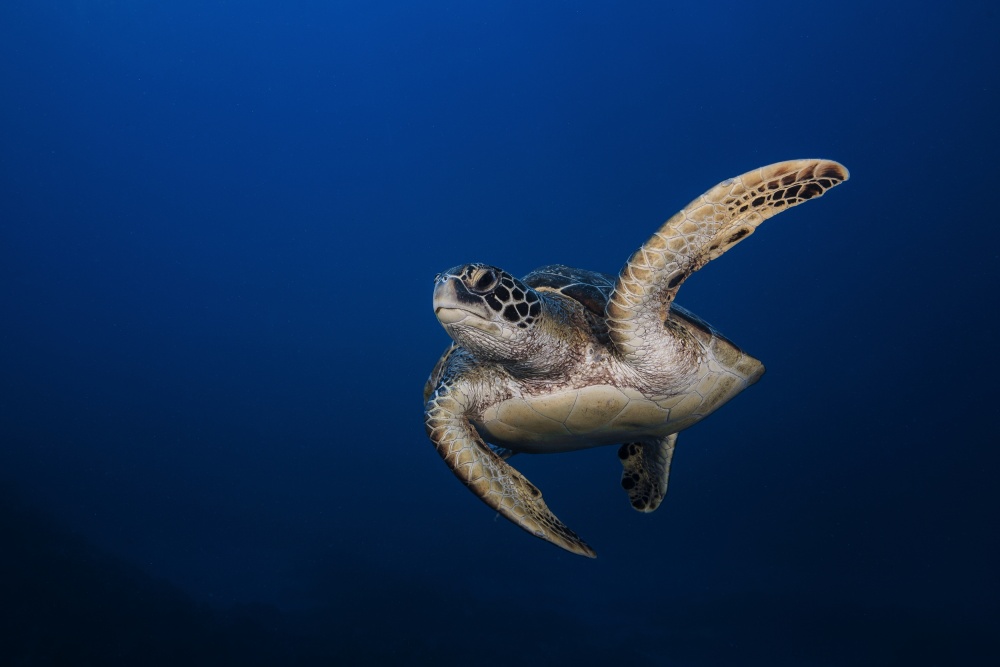 Green Turtle von Barathieu Gabriel