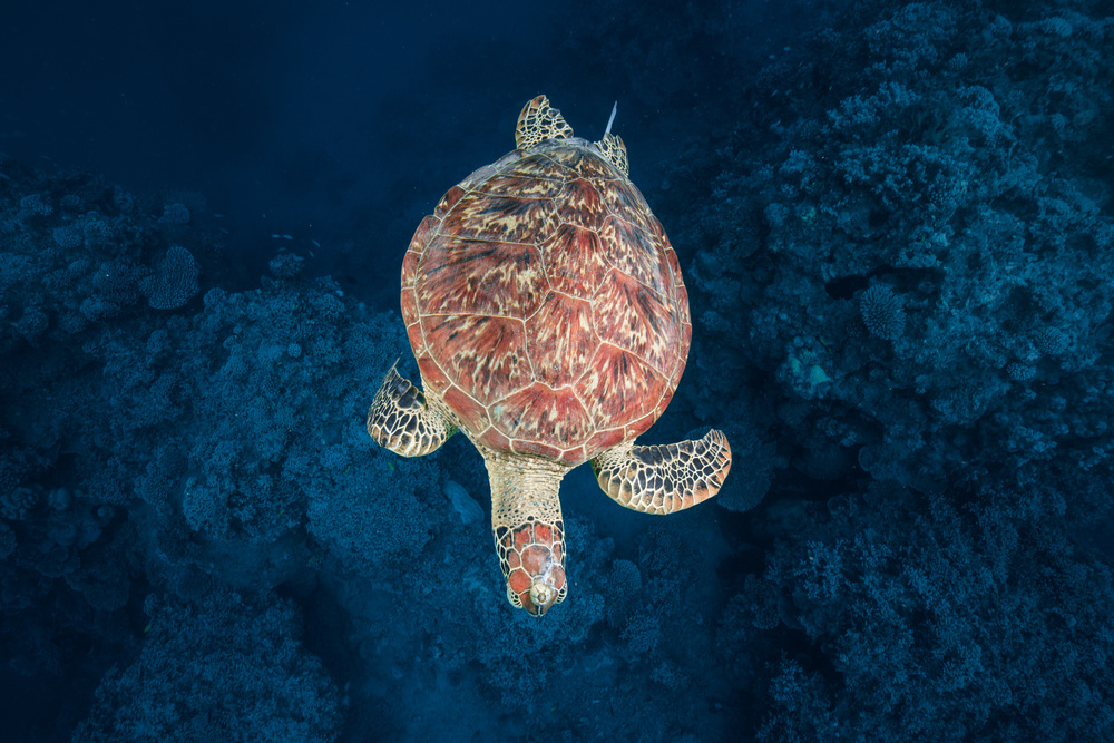 Green turtle on blue water von Barathieu Gabriel