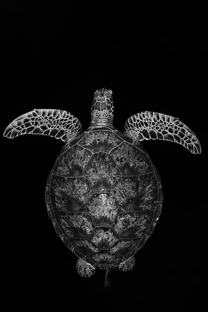 Green turtle on black and white von Barathieu Gabriel