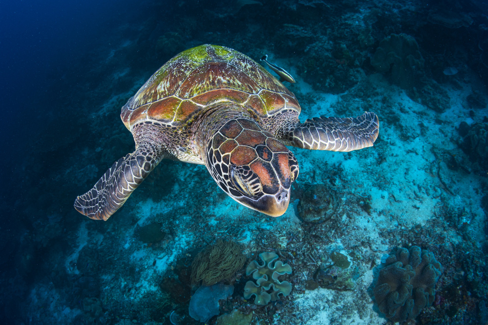 Green turtle from Sauwandarek von Barathieu Gabriel