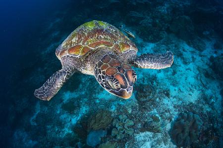 Green turtle from Sauwandarek