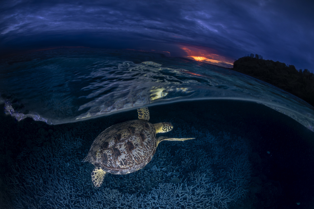 Green turtle at sunset von Barathieu Gabriel