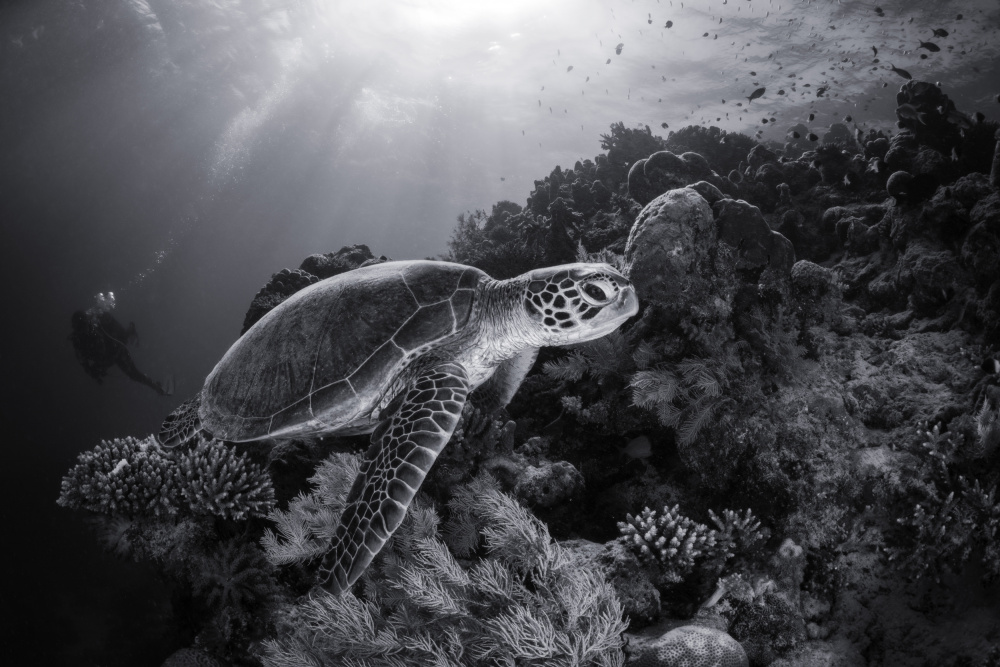 Green turtle in black and white von Barathieu Gabriel