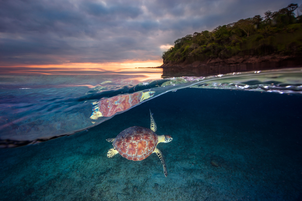 Green turtle with sunset von Barathieu Gabriel