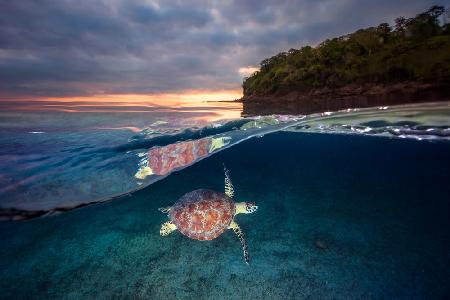 Green turtle with sunset