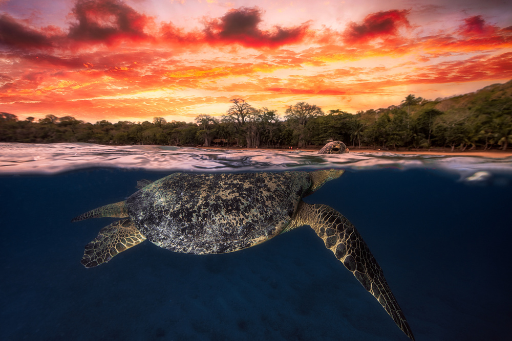 Green turtle and fire sky! von Barathieu Gabriel