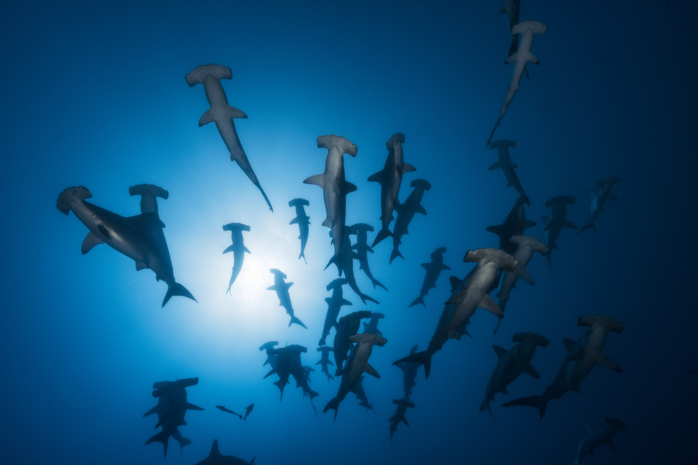 Hammerhead Shark - Underwater Photography von Barathieu Gabriel