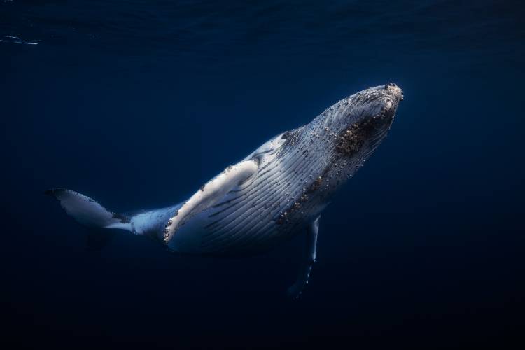 Humpback Whale von Barathieu Gabriel