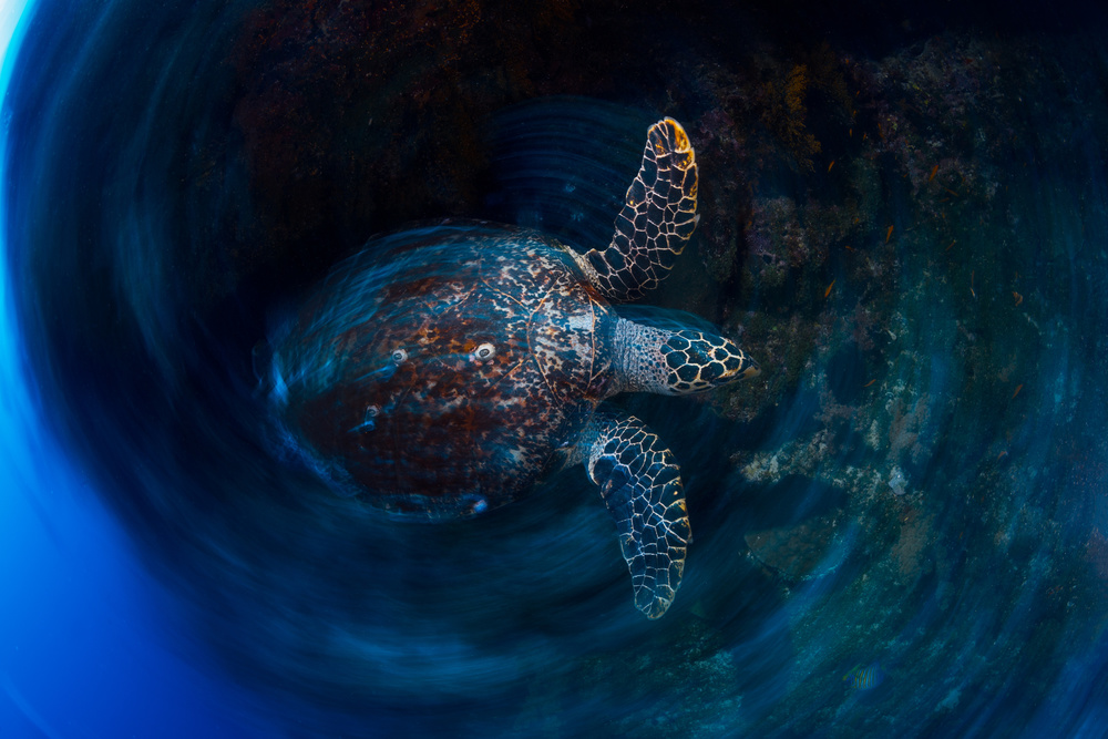 Hawksbill  sea turtle von Barathieu Gabriel