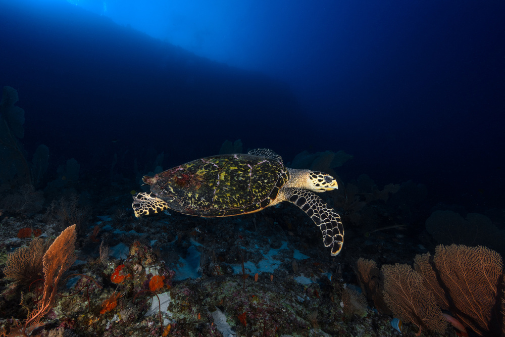 Hawksbill Turtle von Barathieu Gabriel