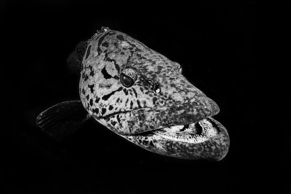 Potato grouper : Black  &amp; White von Barathieu Gabriel