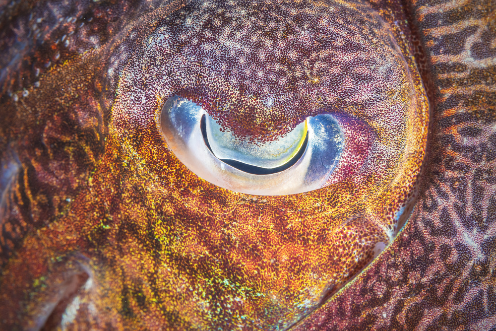 Focus on cuttlefish von Barathieu Gabriel