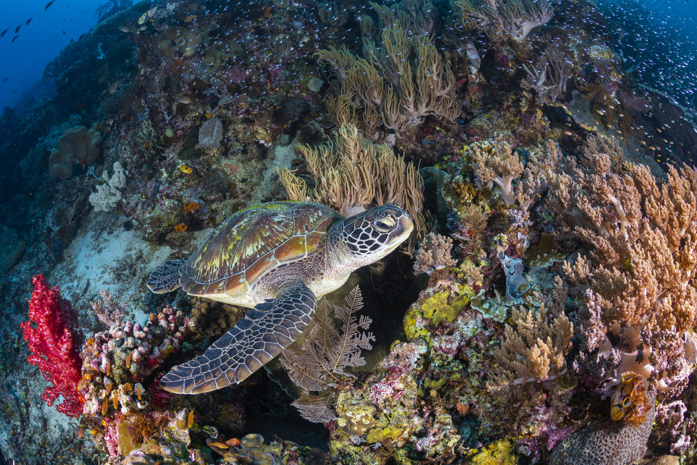 Coral garden and green turtle von Barathieu Gabriel