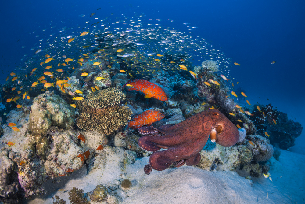 Octopuses and groupers von Barathieu Gabriel