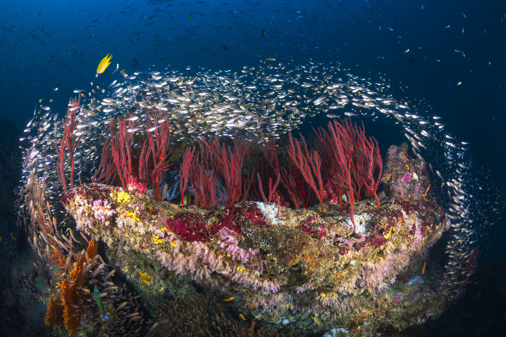 Life of Reef von Barathieu Gabriel