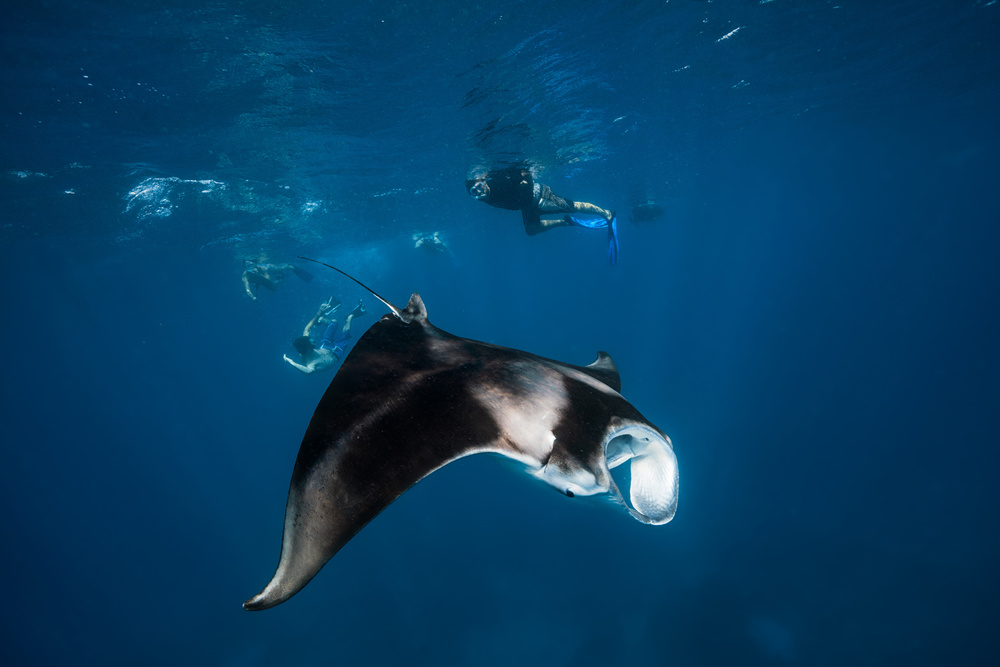 Manta ray! von Barathieu Gabriel