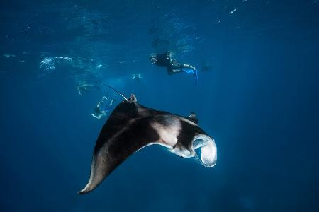 Manta ray!