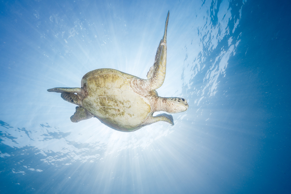 Sea Turtle - Green turtle von Barathieu Gabriel