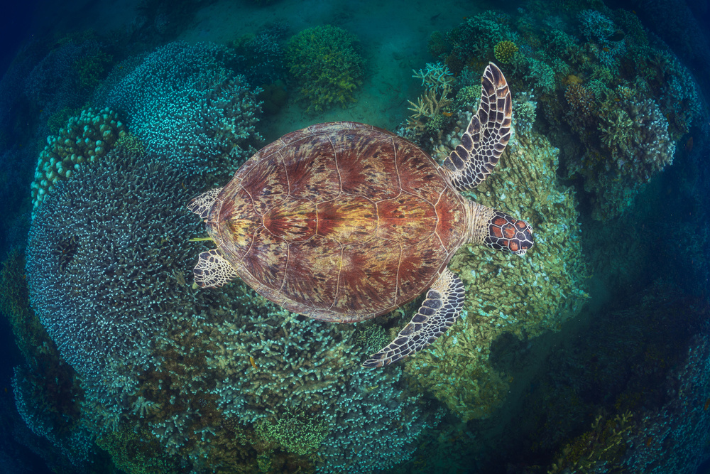 NGouja Reef von Barathieu Gabriel