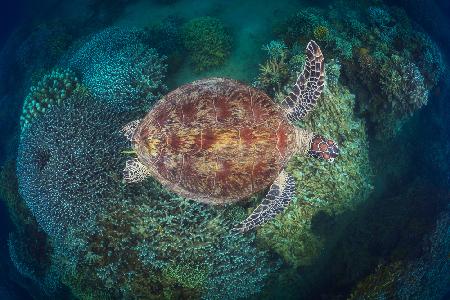 NGouja Reef