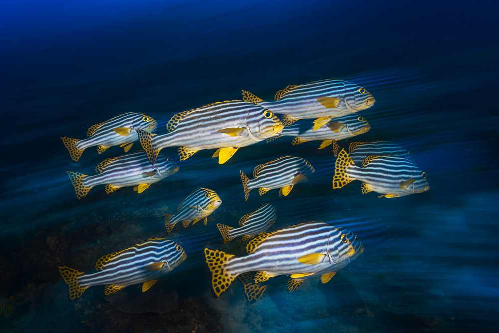 Oriental sweetlips von Barathieu Gabriel