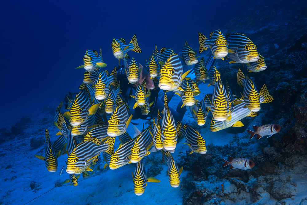 Oriental Sweetlips von Barathieu Gabriel