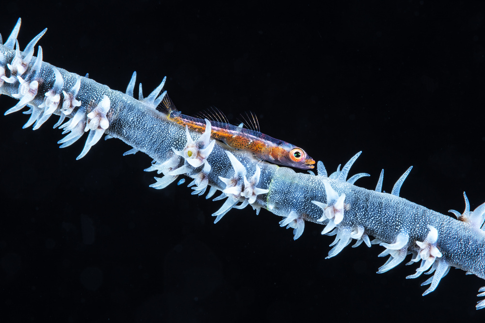 Whip coral  and its goby of the mesophotic zone von Barathieu Gabriel