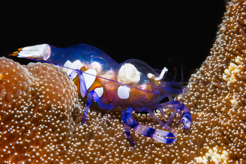 Peacock-tail anemone shrimp von Barathieu Gabriel