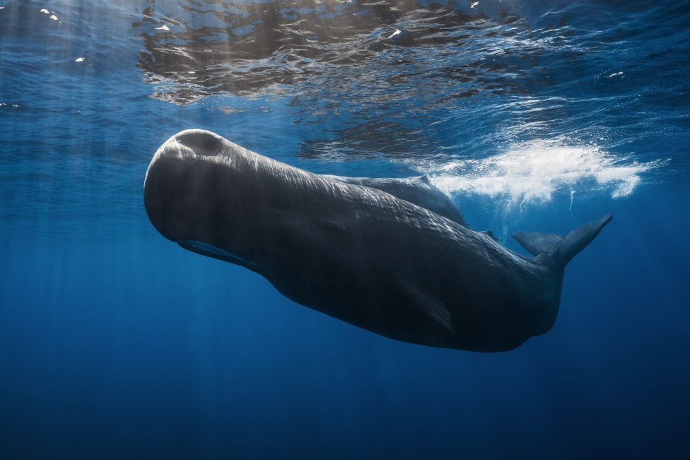 Sperm whale von Barathieu Gabriel