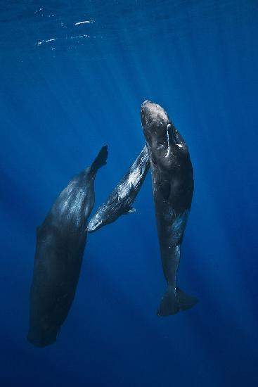 Sperm whale family