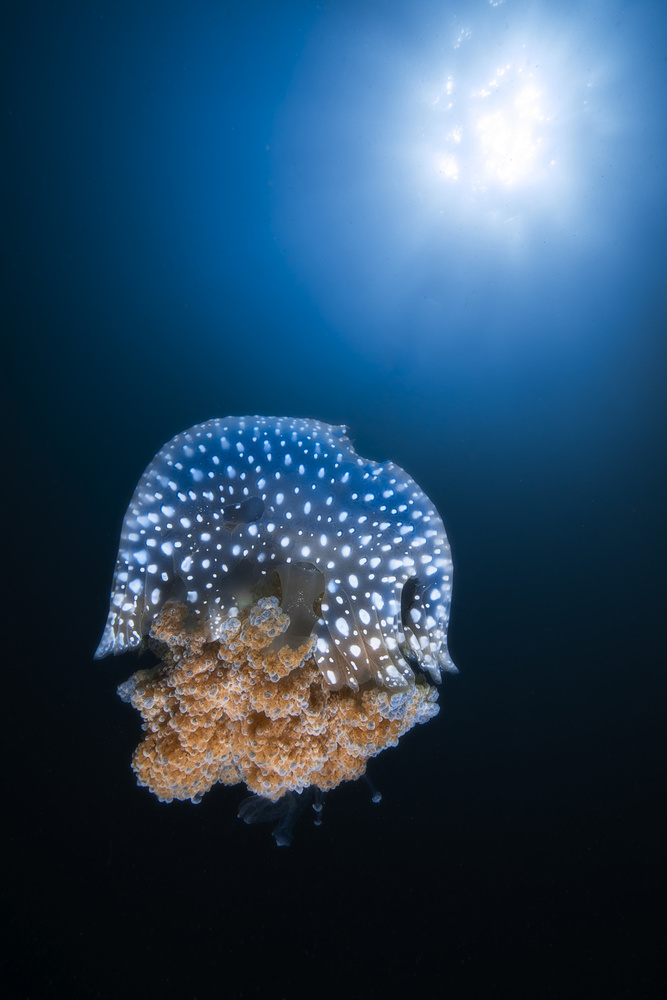 Jellyfish from Tachai pinnacle von Barathieu Gabriel