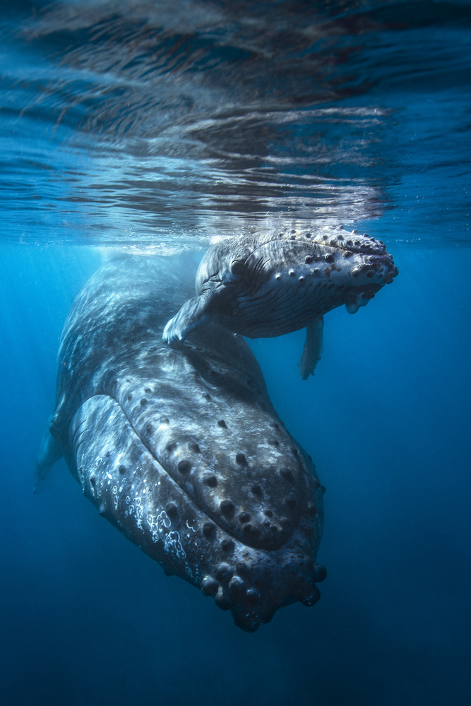 Giant of the sea!!! von Barathieu Gabriel